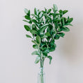 Ruscus — The Bloom Drop