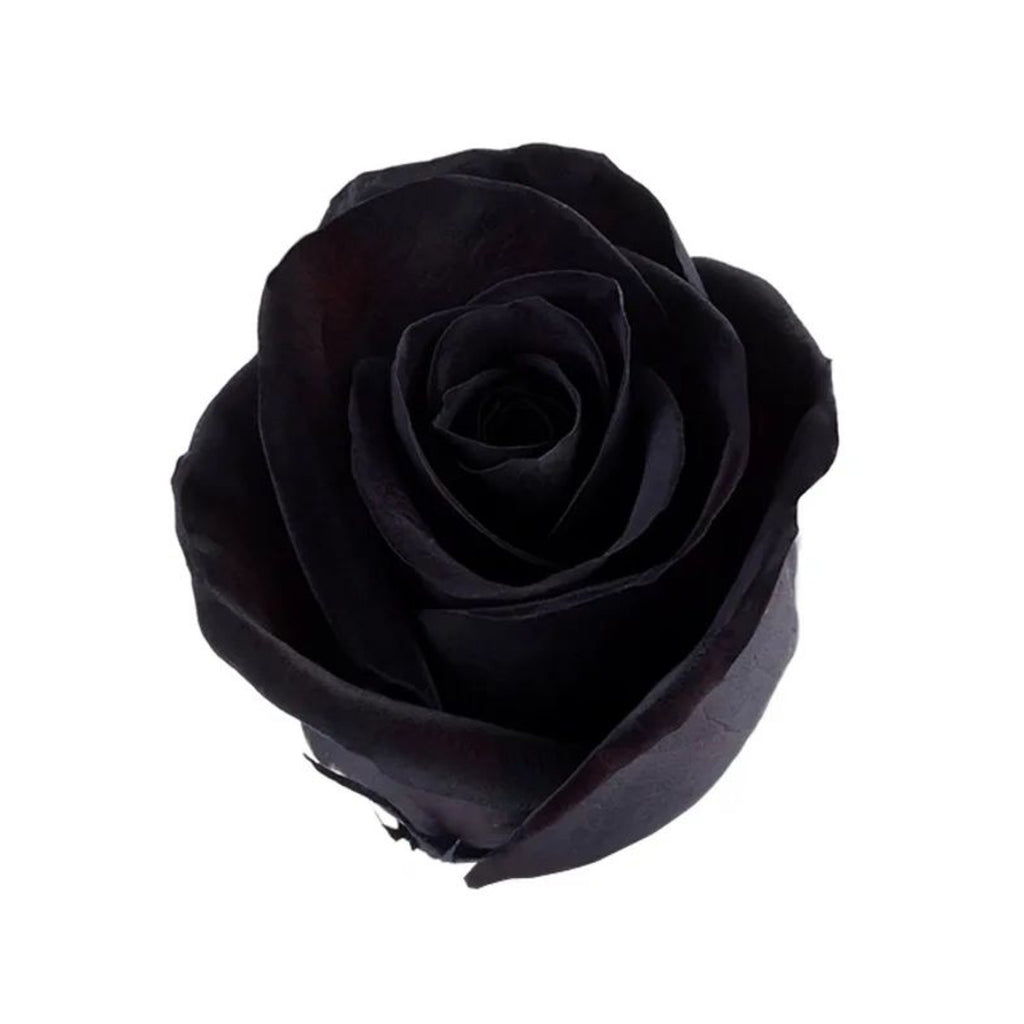 Tinted Black rose — Tie Dye Bloom Collection, The Bloom Drop
