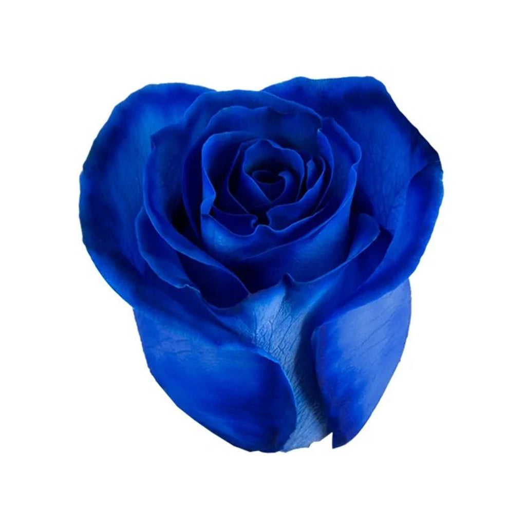 Tinted Blue rose — Tie Dye Bloom Collection, The Bloom Drop