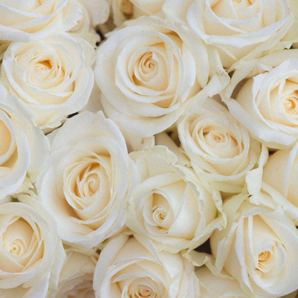 The Vanilla Bean — 25 premium Ecuadorian cream roses, The Bloom Drop Miami