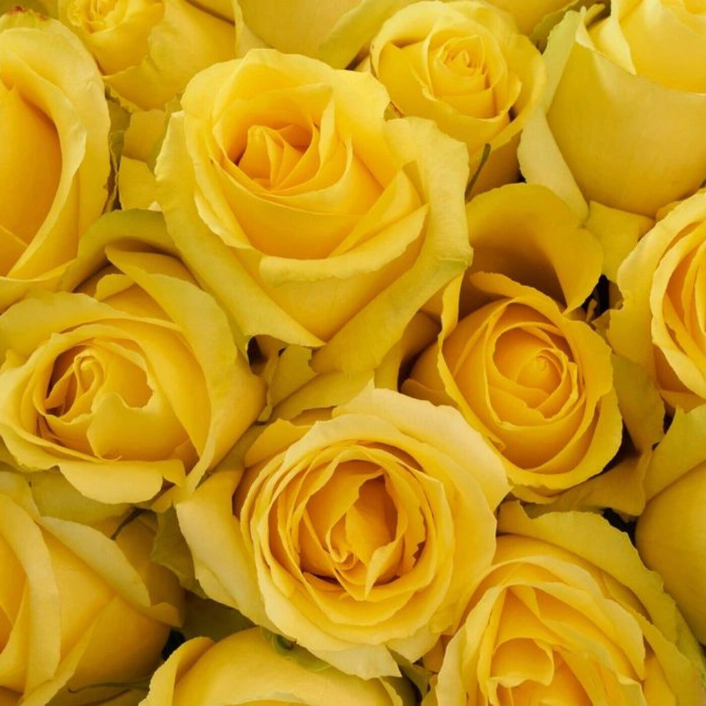 The Yellow Sunsets — 25 premium Ecuadorian yellow roses, The Bloom Drop Miami